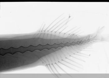 Media type: image;   Ichthyology 84930 Aspect: caudal,description